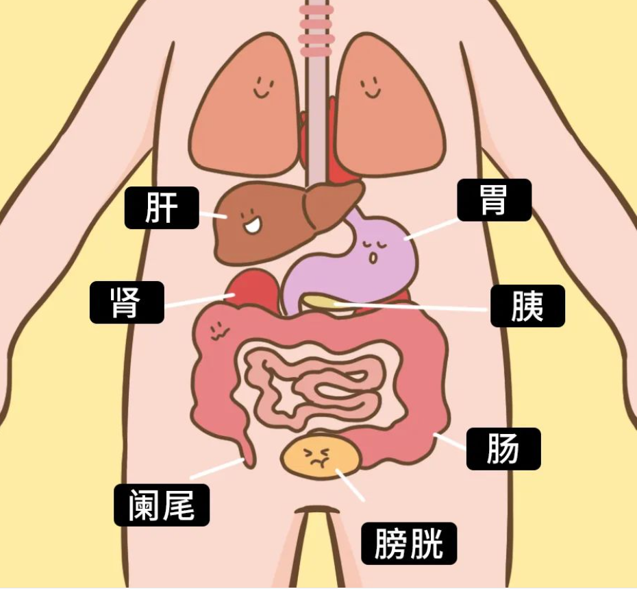 肚子疼图1.png